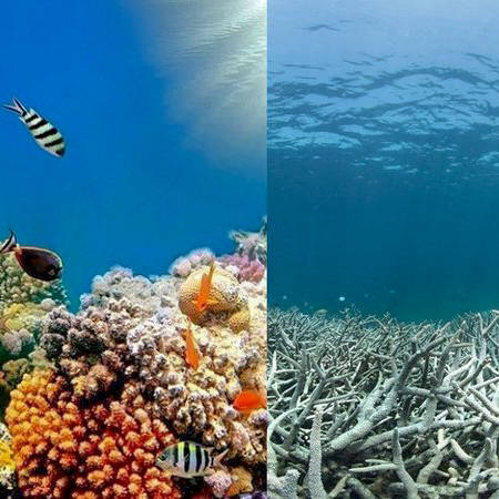 温暖化による自然破壊