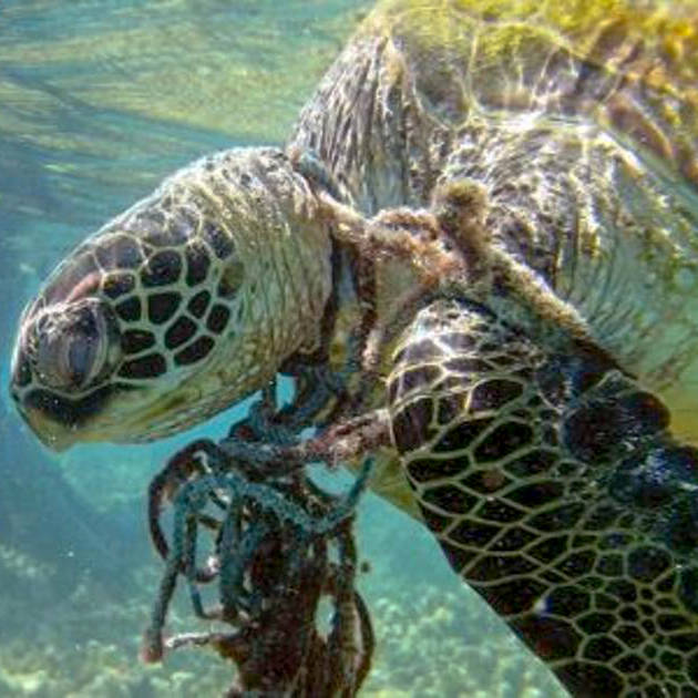 悲惨な海洋汚染